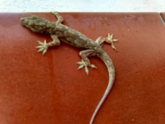 Leschenault's Gecko photo 5
