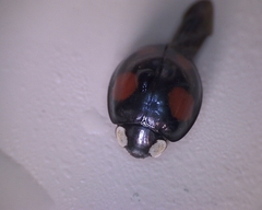 Harmonia axyridis