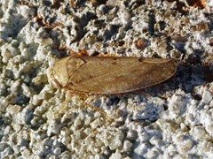 Paraphlepsius continuus