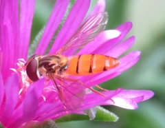 Episyrphus trisectus