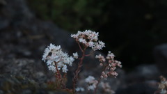 Sedum album