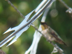Archilochus colubris