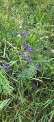 Delphinium consolida