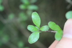 Coprosma rigida