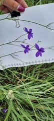 Delphinium consolida