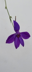 Delphinium consolida