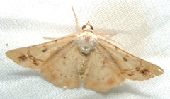 Aeolochroma quadrilinea