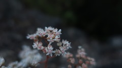 Sedum album