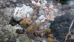 Sedum album
