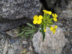Erysimum duriaei