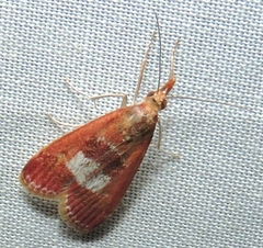 Syntonarcha vulnerata