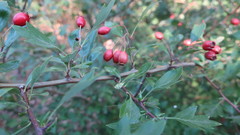 Crataegus monogyna