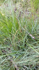Triglochin palustris