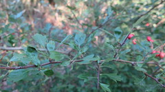 Crataegus monogyna