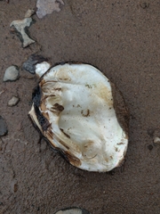 Ellipsaria lineolata