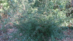 Crataegus monogyna