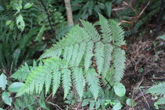 Leptolepia novae-zelandiae