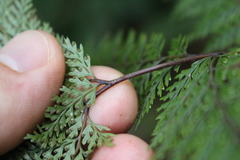 Leptolepia novae-zelandiae
