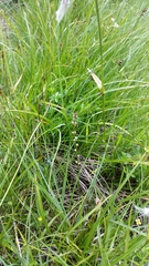 Triglochin palustris