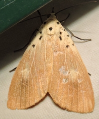 Asota iodamia