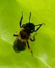 Andrena
