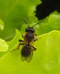 Andrena