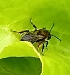 Andrena