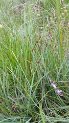 Eleocharis quinqueflora