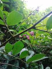 Lonchocarpus constrictus