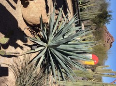 Agave lurida