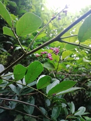 Lonchocarpus constrictus