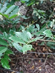 Lonchocarpus constrictus