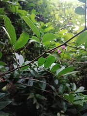 Lonchocarpus constrictus