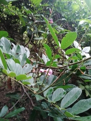 Lonchocarpus constrictus
