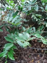 Lonchocarpus constrictus