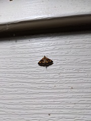 Pyrausta orphisalis