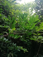 Lonchocarpus constrictus