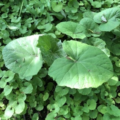 Tussilago farfara