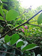 Lonchocarpus constrictus