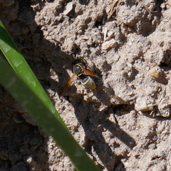 Pachodynerus guadulpensis