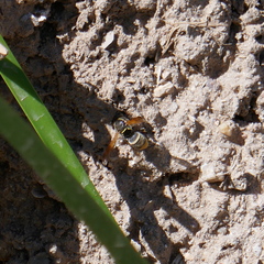 Pachodynerus guadulpensis