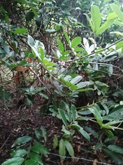 Lonchocarpus constrictus