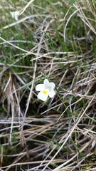 Pinguicula alpina