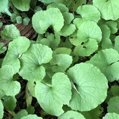 Alliaria petiolata