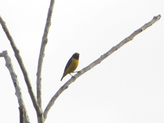 Euphonia luteicapilla
