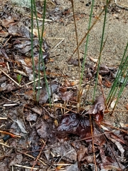 Juncus balticus littoralis