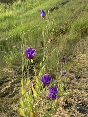 Eustoma russellianum