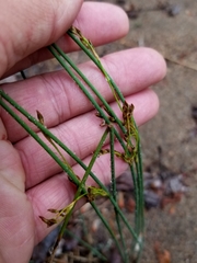 Juncus balticus littoralis