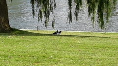Haematopus ostralegus