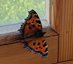 Nymphalis xanthomelas